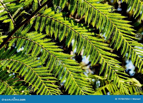 Tree Fern Leaves Stock Photo Image Of Detail South 197847054