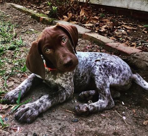 14 Things Only German Shorthaired Pointer Owners Understand Petpress