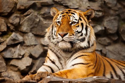 Protecting The Endangered South China Tiger