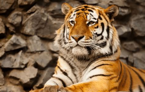 The Top 10 Most Powerful Animals In The World Ranking With The King