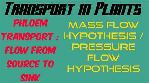 Phloem Transport Lecture 03 Mass Flow Hypothesispressure Flow