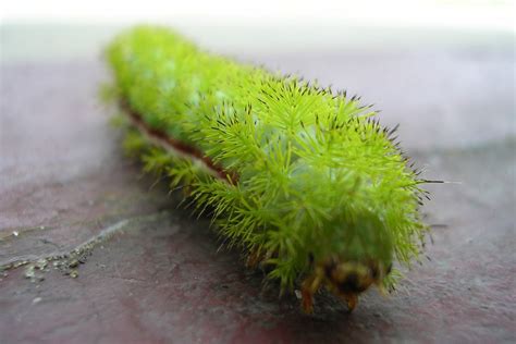 12 Weird And Wonderful Caterpillars Film And Photo Earth Touch News