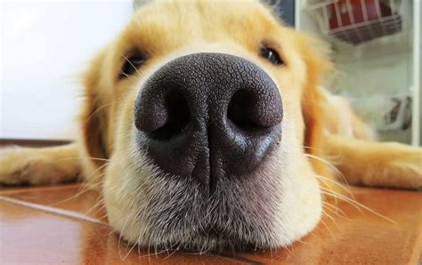 Researchers Investigate The Benefits Of A Wet Dog Nose Slashgear