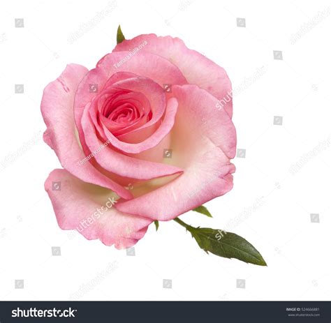1573398 Pink Rose On White Background Images Stock Photos And Vectors