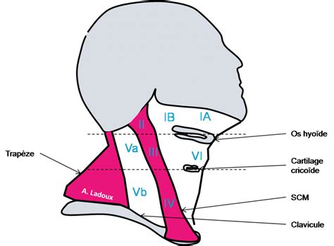 Anatomie Aires Ganglionnaires Cervicales Pinkybone