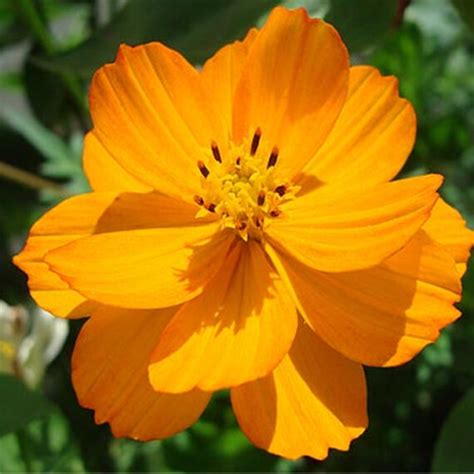 Cosmos Orange Seeds Gardenhunt