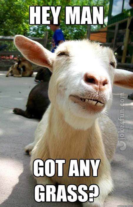 Joke4fun Memes Crazy Goat
