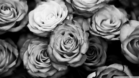 Hintergrund, mit, rosen, in, schwarz weiß. Die 84+ Besten Schwarzweiß Blume mit Farbe Hintergrundbilder