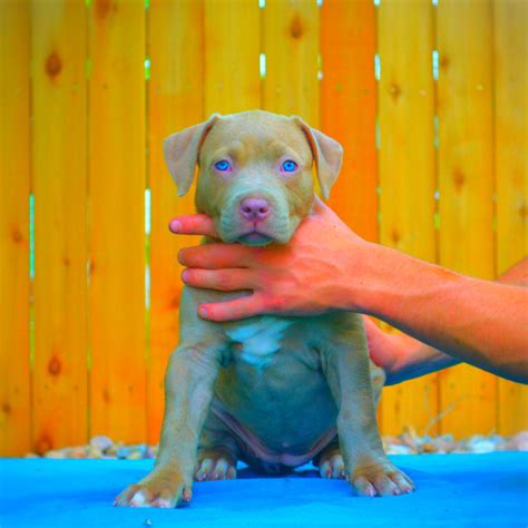 Best Pitbull Bloodlines Different Types Of Red And Blue Nose Pitbulls