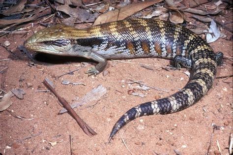 Tiliqua Species For The Love Of Blue Tongues