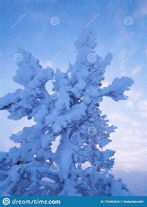 Snowy Tree In Lapland Stock Photo Image Of Snow Tree 176482824