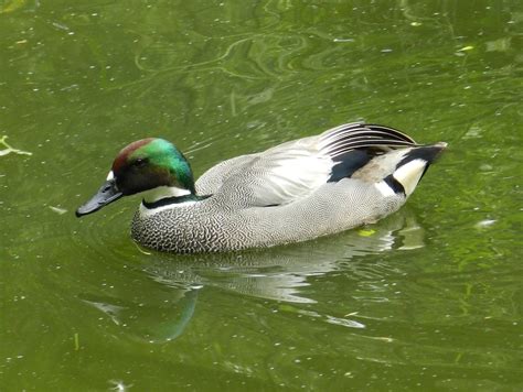 Falcated Teal Zoochat
