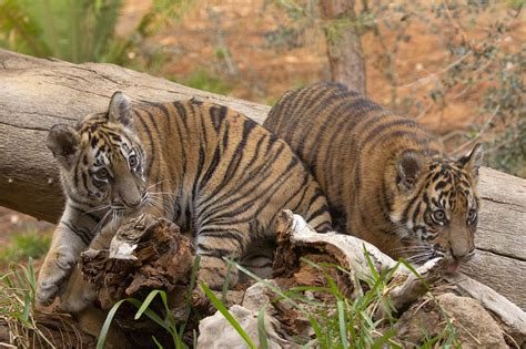 Meet Two Rescue Tiger Cubs Living At San Diego Zoo Safari Park Latf Usa