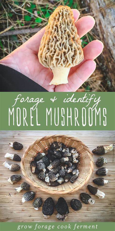 Foraging Morel Mushrooms Identification And Look Alikes