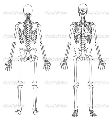 Human Skeleton Blank Diagram Tenderness Co Inside Skull Human