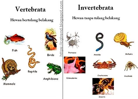 Mengenal Perbedaan Hewan Vertebrata Dan Invertebrata Cgtrend