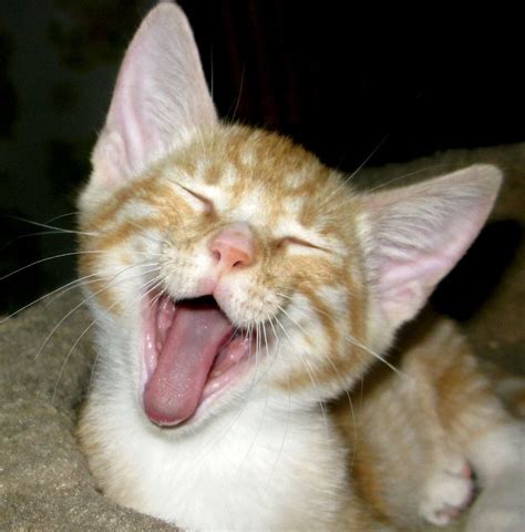 Happy Face Kitten Laughing Animals Cats And Kittens Happy Kitten