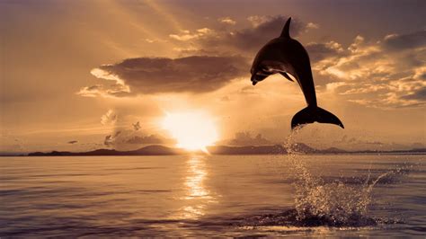 Dolphin Jumping Out Of High Water Wallpapers And Images Wallpapers
