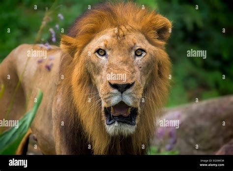 Lion Portrait Stock Photo Alamy