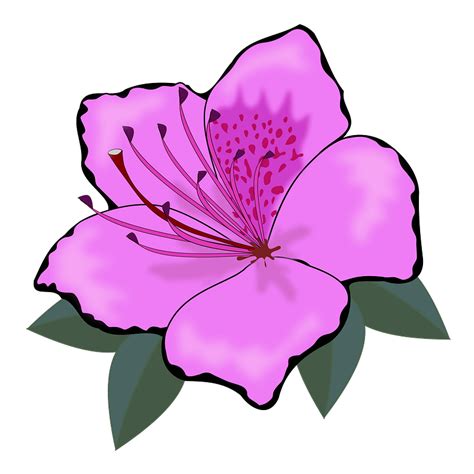 Purple Hibiscus Flower Clipart Free Download Transparent Png Creazilla
