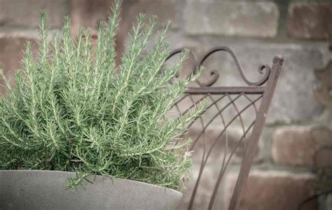 Growing Organic Rosemary In Containers And Pots