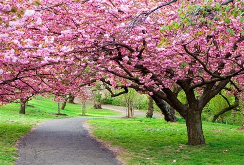See more ideas about sakura tree, sakura, cherry blossom. Scenery Photography Backdrops Beautiful Sakura Trees ...