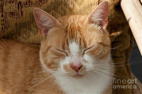 Ginger Cat With Eyes Closed Photograph By Nigel Cattlin Fine Art America