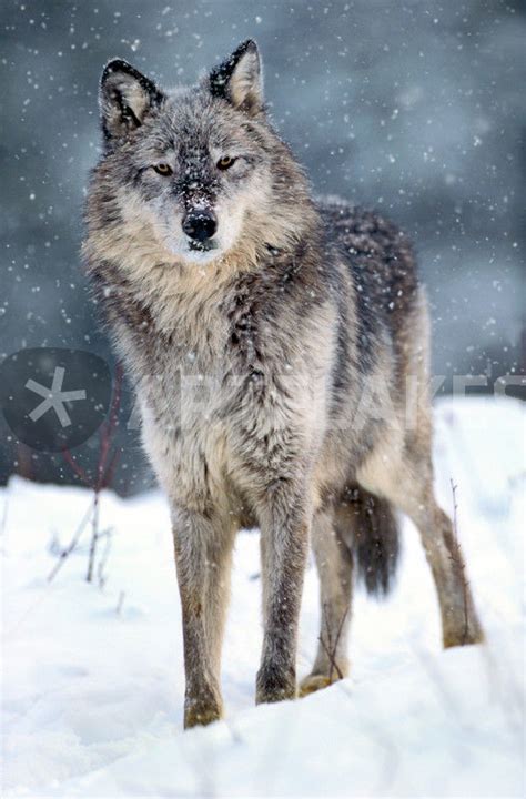 Gray Wolf In Falling Snow Montana Picture Art Prints And Posters By