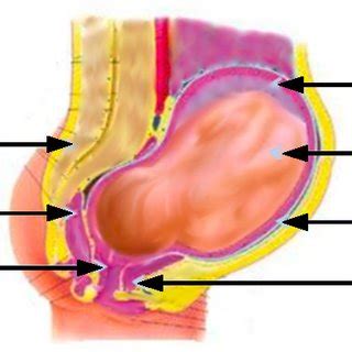 A woman's body undergoes many transformations during the nine months of pregnancy. Anatomy of the pregnant woman | Download Scientific Diagram