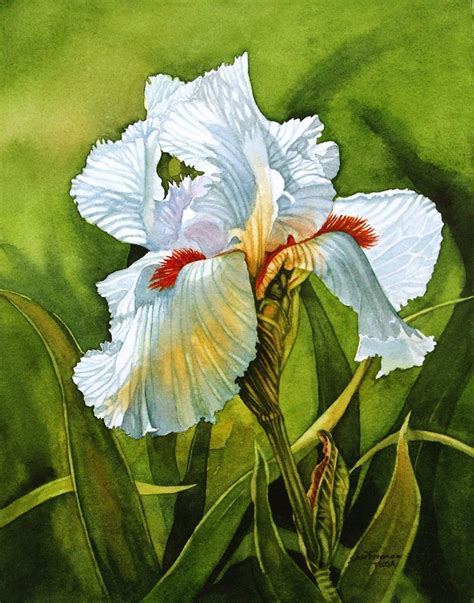 Watercolor Iris Painting Iris Art Flower Painting