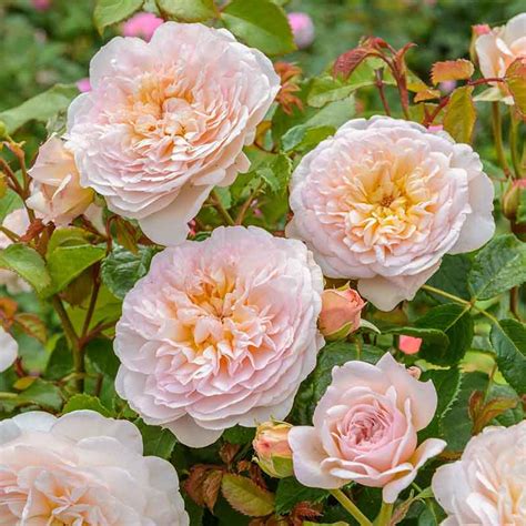David Austin Emily Brontë® Ausearnshaw English Shrub Rose 6 Litre