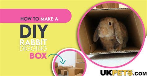 6 Diy Rabbit Digging Box Ideas Uk Pets