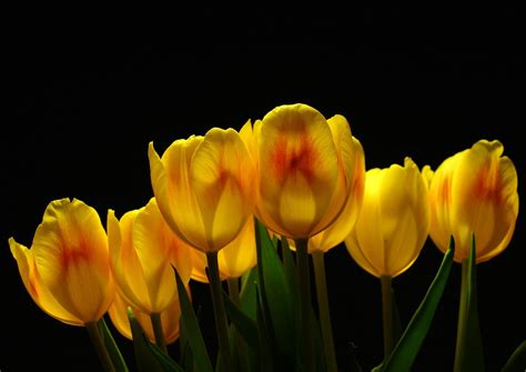 Wallpaper To Image Tulip Flowers For Desktop Backgrounds