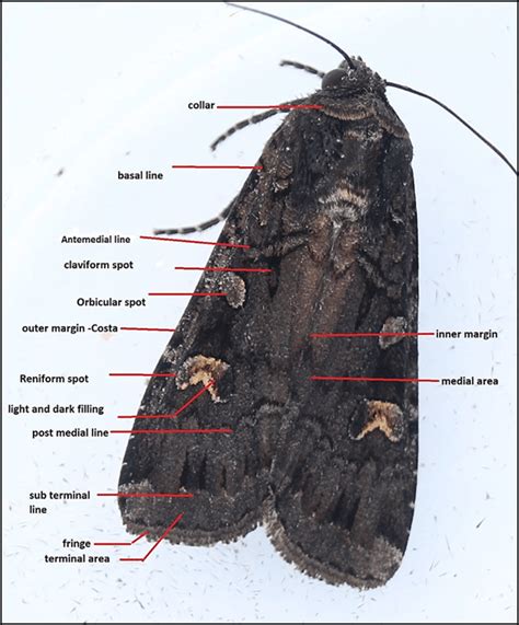 Moth Life Cycle Introduction And Basic Moth Identification Features