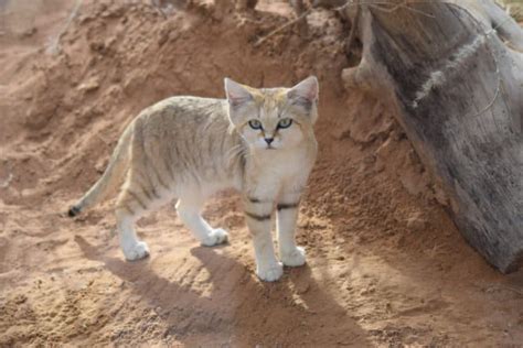 Arabian Sand Cat L Adorable Feline Our Breathing Planet