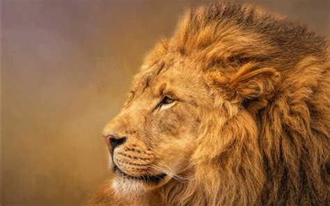 Wallpaper Lion Mane King 2880x1800 Hd Picture Image