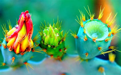 4k Cacti Wallpapers High Quality Download Free