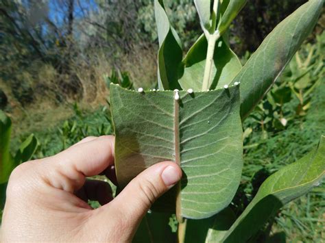 How To Identify Milkweed Plants Quickly And Confidently Save Our Monarchs