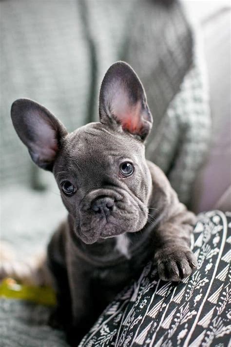 Blue French Bulldog Puppy In Mile End London Gumtree