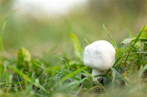 White Mushroom Champignon In Green Grass In Nature Stock Photo Image