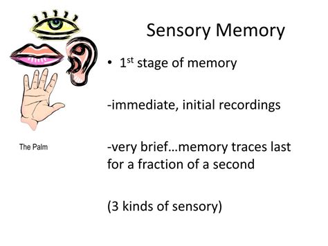 Ppt 3 Stages Of Memory Powerpoint Presentation Free Download Id