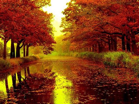 15 Stunningly Surreal Autumn Paths Autumn Landscape Autumn Forest