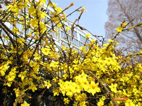For many gardeners, the yellow bird of paradise doesn't freeze to the ground in winter. Top 15 Flowers That Bloom In Winter Season - Home And ...