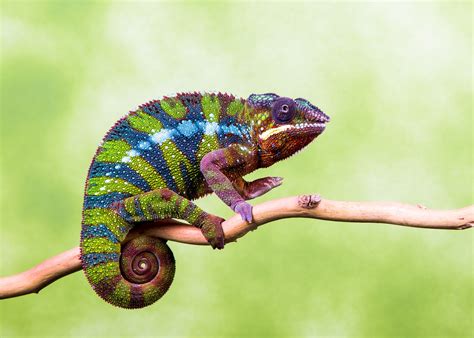 Wallpaper Wildlife Chameleons Lizard Fauna Vertebrate Macro