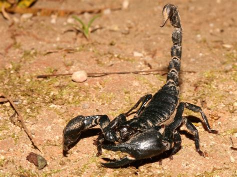 Free Download Scorpion The Biggest Animals Kingdom 1152x864 For Your