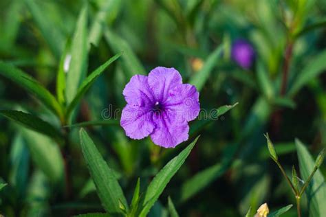 Purple Flowers Are Beautiful Stock Photo Image Of Light Background
