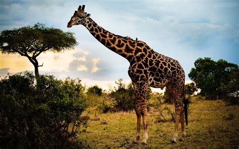 75 Giraffe Backgrounds