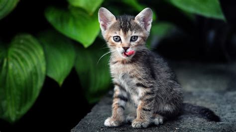 Cat Kitten Tabby Babies Cute D Wallpaper 1920x1080 52040 Wallpaperup