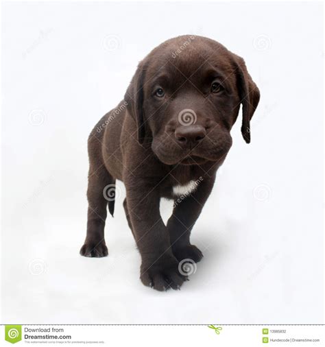 If you are interested in one but want to learn more about them, look no further. Chocolate Labrador Retriever Puppy With White Spot Stock ...
