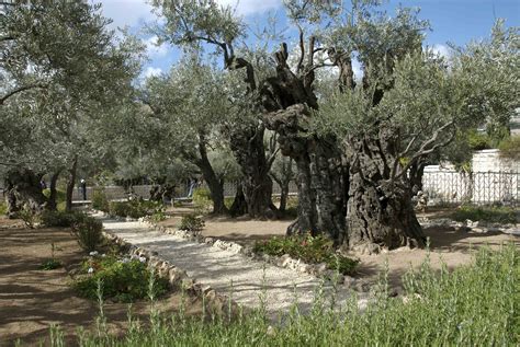 Garden Of Gethsemane Garden Of Gethsemane Yeshua Jesus Jesus
